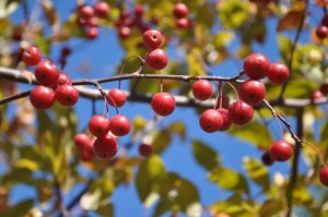 I took this today in our front yard. What an amazing blue sky!