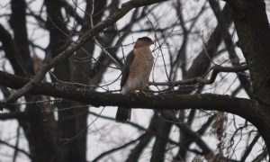 This bird was hanging out in a tree in our backyard a week or so ago. Hawk? Falcon? Anybody know? Whatever it was, it was big and fun to watch.