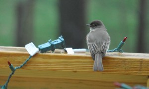 This bird seemed a little confused by all the water. So it perched on our back deck (and, yes, those are still Christmas lights. Honest, though, all the other Christmas stuff has been put away for ages.)