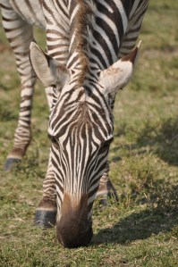 I have so many amazing animal pics from today!