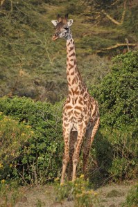 This was a mama giraffe very concerned for her new baby. the park rangers were moving it to flat ground so it could stand.