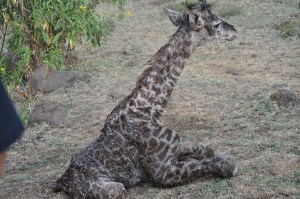 And here's the baby!