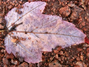 I could say that this picture fits this post because I took a shot of the bottom side of the leaf rather than the  top, but that would be cheesy, right?!