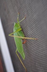 This picture has no relation to today's post, but I'm reminding myself--as it was only 12 degrees when I woke up this morning--that the time of beautiful green crickets clinging to open screen doors will come!