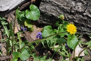I really DO like dandelions--and wild violets.