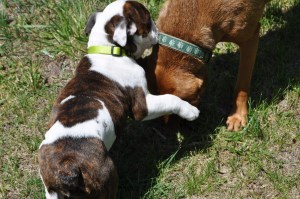 Chai was the only one who was happy to see Nora go back to her owners. Of course, the rest of us didn't have a puppy clawing at our face all week either.