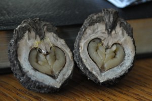Just for fun--When PJ cracked this nut open, he found a heart!