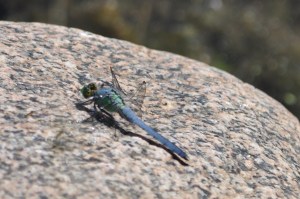 Elisabeth Elliot wrote that a clam glorifies God better than we do because the clam is doing what it was created to do, and we are not. I thought of that quote when I saw this picture I took of a dragonfly, basking in the sunlight--just as we were meant to rejoice in the presence of God. 