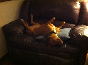 Speaking of Chai (she's mentioned late in this post), here's a shot of her lounging on the only piece of furniture she's "supposed" to get on.  