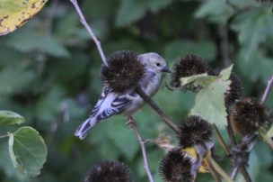 This is the slightest bit fuzzy, but I couldn't resist blowing this up a bit to see this beautiful bird's detail. He was hanging out in my yard last week, and I managed to get a couple shots of him.