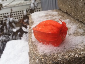 Last weekend, as I was walking just after our first snowfall, I saw this bud lying on the ground. I brought it home, set it in the snow on our patio, and shot a picture. I changed my header picture to this shot because it certainly describes this strange transition of weather we are in. Down to 12 degrees one night, and then five days later it's back up to 50! 