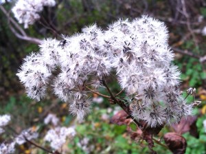 dried flowers