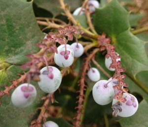 We traveled to my growing-up state (Alabama) for the first part of spring break, and spring has sprung there! I took this while on a walk in the woods.