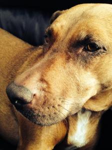 Daughter Em took this picture of Chai.