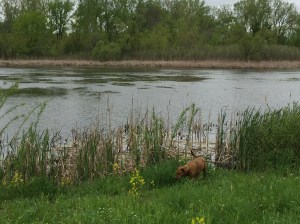 Chai dog enjoying the pond