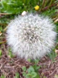 dandelion clock
