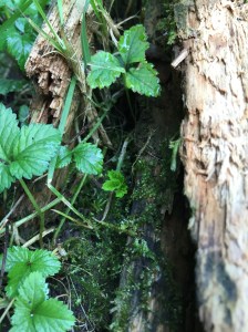 All the life--inside one dead log!