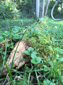 All the life--on one dead log!