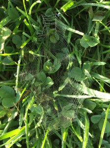 I chose this picture (taken recently at the dog park early in the morning) because it's beautiful for one thing and it also gives me a visual of unity. All the lines of the web meet and lead to the center. 