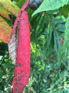 On my walk this morning, I looked for evidence of death and life, side by side. I'm inserting a few of the examples I found.