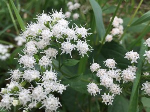 ok--this one doesn't exactly fit what I was looking for--but these blossoms were so intricate!