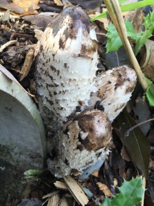 And what I saw next to the path--these ginormous mushrooms growing right next to a drainpipe.