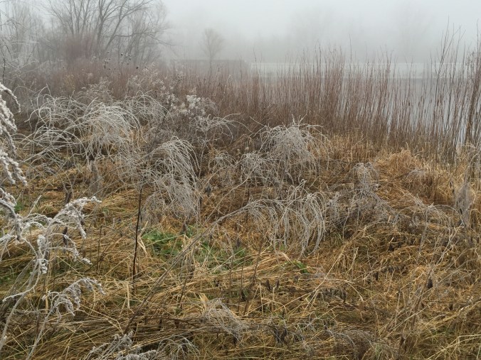 frozen grass
